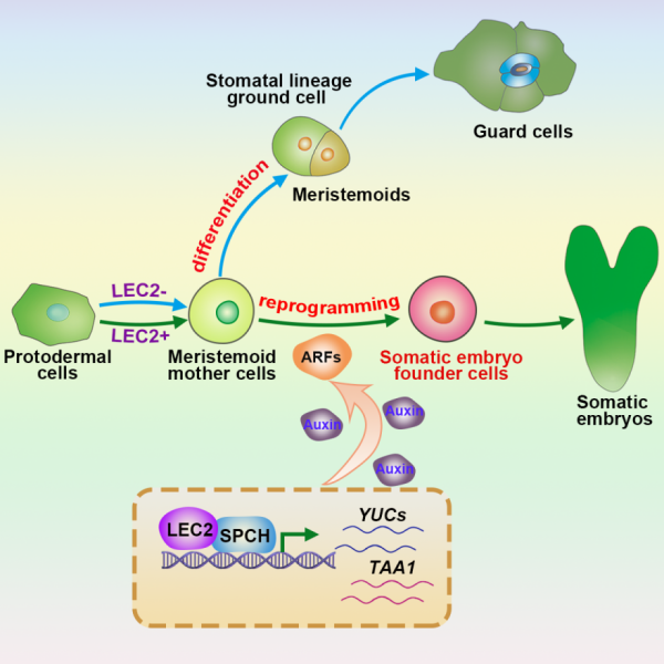 配资知识平台网 科研新突破！我国科学家破解植物细胞全能性世纪难题
